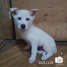 飼い主様に先立たれ帰るおうちの無い保護犬です。 サムネイル3