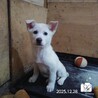 飼い主様に先立たれ帰るおうちの無い保護犬です。 サムネイル4