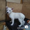 飼い主様に先立たれ帰るおうちの無い保護犬です。 サムネイル6