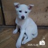 飼い主様に先立たれ帰るおうちの無い保護犬です。 サムネイル7