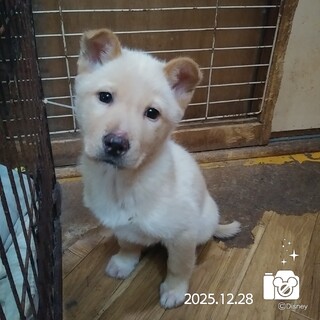 飼い主様に先立たれ帰るおうちの無い保護犬です。