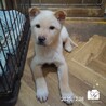 飼い主様に先立たれ帰るおうちの無い保護犬です。 サムネイル2