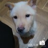 飼い主様に先立たれ帰るおうちの無い保護犬です。 サムネイル4