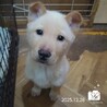 飼い主様に先立たれ帰るおうちの無い保護犬です。 サムネイル5
