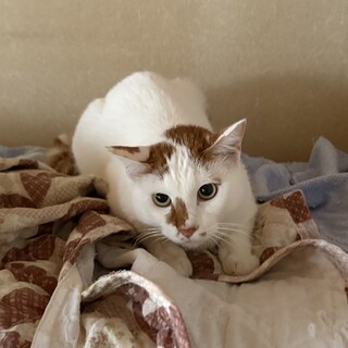 茶シロ『チップ』