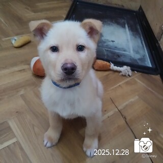 飼い主様に先立たれ帰るおうちの無い保護犬です。