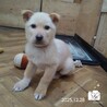 飼い主様に先立たれ帰るおうちの無い保護犬です。 サムネイル2