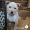飼い主様に先立たれ帰るおうちの無い保護犬です。 サムネイル3