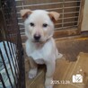 飼い主様に先立たれ帰るおうちの無い保護犬です。 サムネイル5