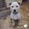 飼い主様に先立たれ帰るおうちの無い保護犬です。 サムネイル6