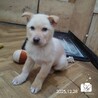 飼い主様に先立たれ帰るおうちの無い保護犬です。 サムネイル7