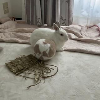 師走っこまっしろもちもち【ふぶきちゃん】