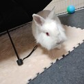 【さんしろちゃん】ほっぺがモフモフなコアラちゃん♪