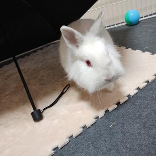 【さんしろちゃん】ほっぺがモフモフなコアラちゃん♪