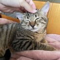 かわいいキジトラの男の子