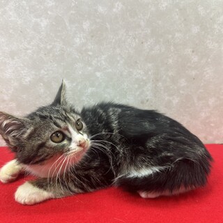 3兄弟お年賀かねて譲渡会！アメショ柄❤獅子丸