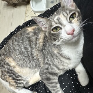 ステキな家族がみつかりました♡キセキちゃん