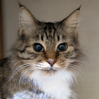 半長毛で短足ぎみのふっくらおっとりさん