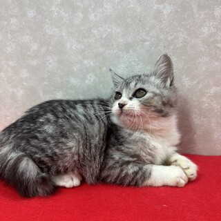 3兄妹お年賀かねて譲渡会！サバトラ、半長毛❤凛