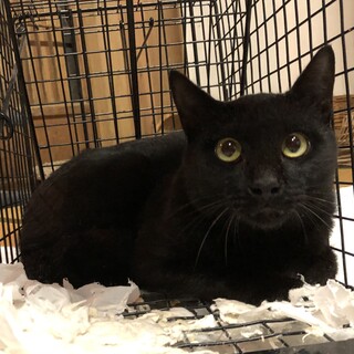 1／25譲渡会ぶどう君まん丸お目目が印象的♪