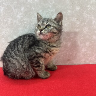 3兄妹お年賀かねて譲渡会！半長毛、見返り美猫❤雨