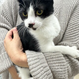 ビクビク…びびりです。猫じゃらしは大好き♡えま