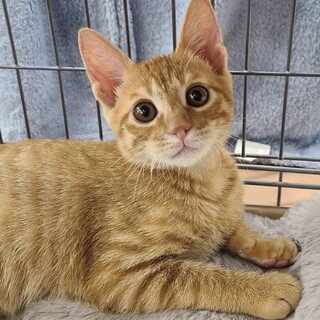 里親決定。人慣れバッチリ茶トラくん