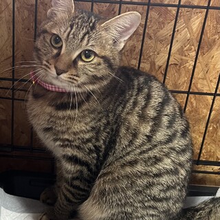 里親決定★チワワちゃん