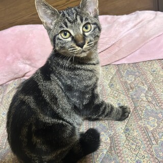 里親決定★母乳育ちブラックタビー