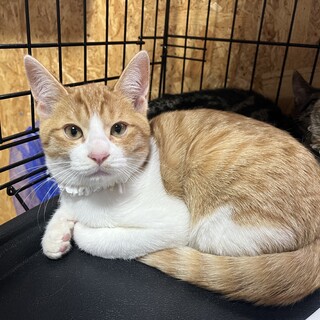 里親決定。母乳で育った茶白くん