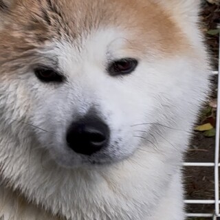 二月末で一旦募集終了します。秋田犬女の子　室内飼い
