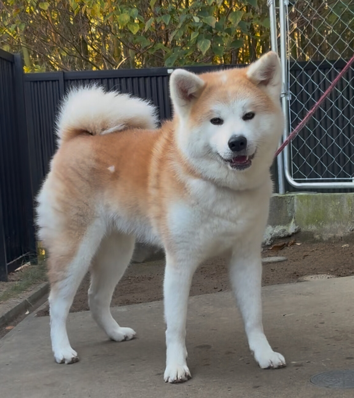 二月末で一旦募集終了しま...」大阪府 - 犬の里親募集(533306) 4枚目の 