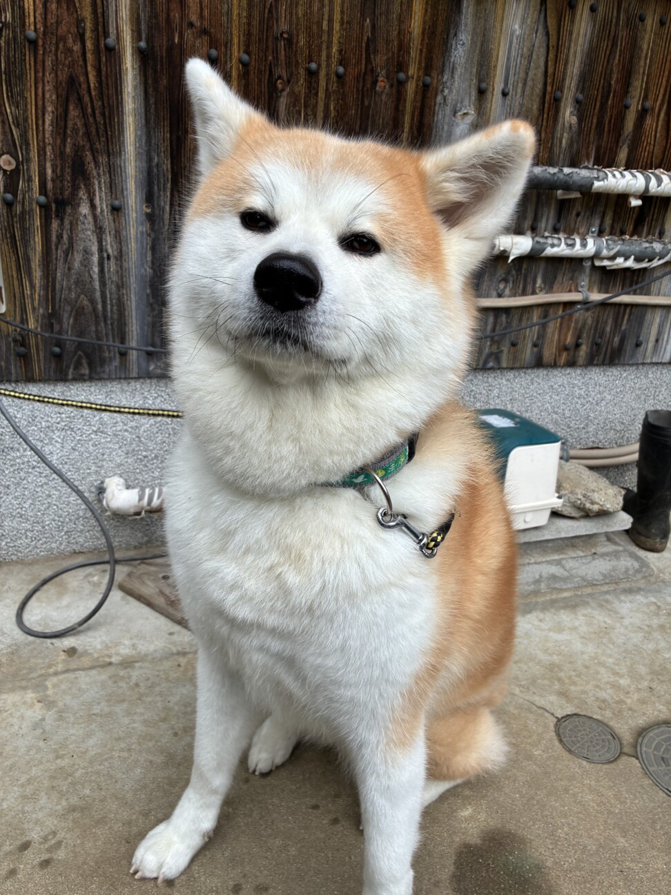 二月末で一旦募集終了しま...」大阪府 - 犬の里親募集(533306) 5枚目の 