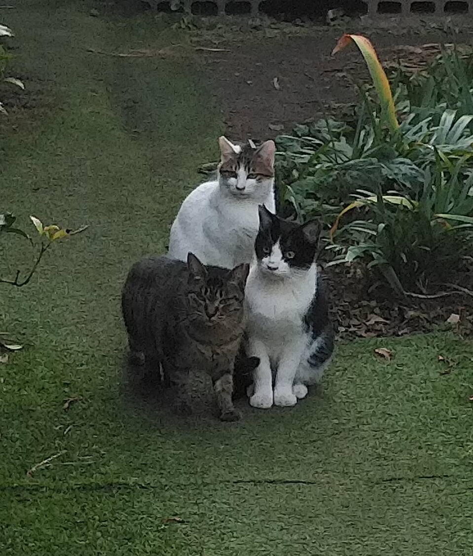 春生まれのハチワレ、Leo君 サムネイル7