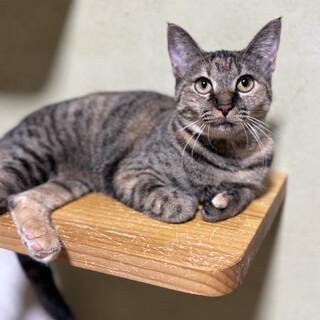 キジ　女の子　推定10ヶ月　モフちゃん