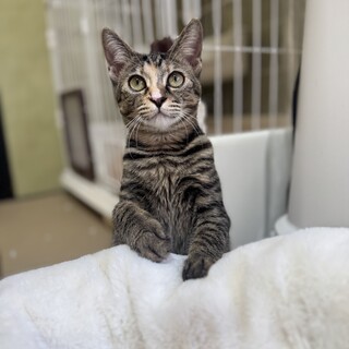 キジ　推定6ヶ月　 女の子 