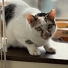 三毛猫　マミィちゃん　女の子　推定7歳