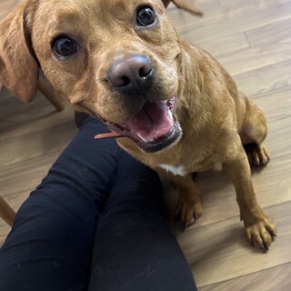 フレンチブルドッグとトイプードルのミックス