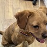 フレンチブルドッグとトイプードルのミックス サムネイル2