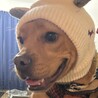 フレンチブルドッグとトイプードルのミックス サムネイル3