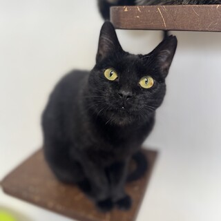 黒猫　女の子　推定10歳　めいちゃん