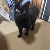 黒猫　女の子　推定10歳　めいちゃん サムネイル2