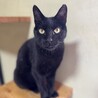 黒猫　女の子　推定10歳　めいちゃん サムネイル3