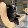 黒猫　女の子　推定10歳　めいちゃん サムネイル4