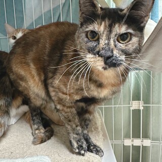 びびり三毛３姉妹、ご飯の要求強め♡こえだ