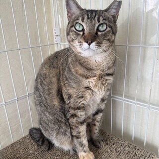 キジ　9歳　女の子