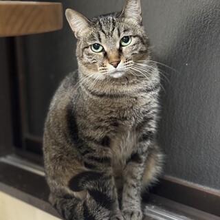 キジ　うるちゃん　女の子　推定4歳