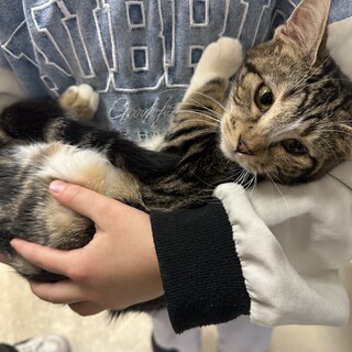 つぶらなおめめが魅力的ツンデレ♡ふたばちゃん