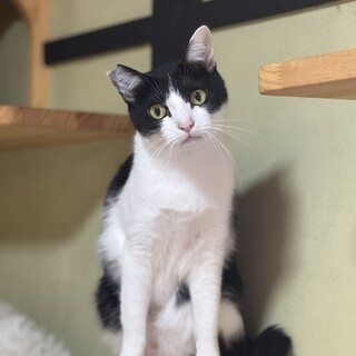 白黒ハチワレ　男の子　3歳