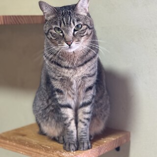 キジ猫　女の子　2歳